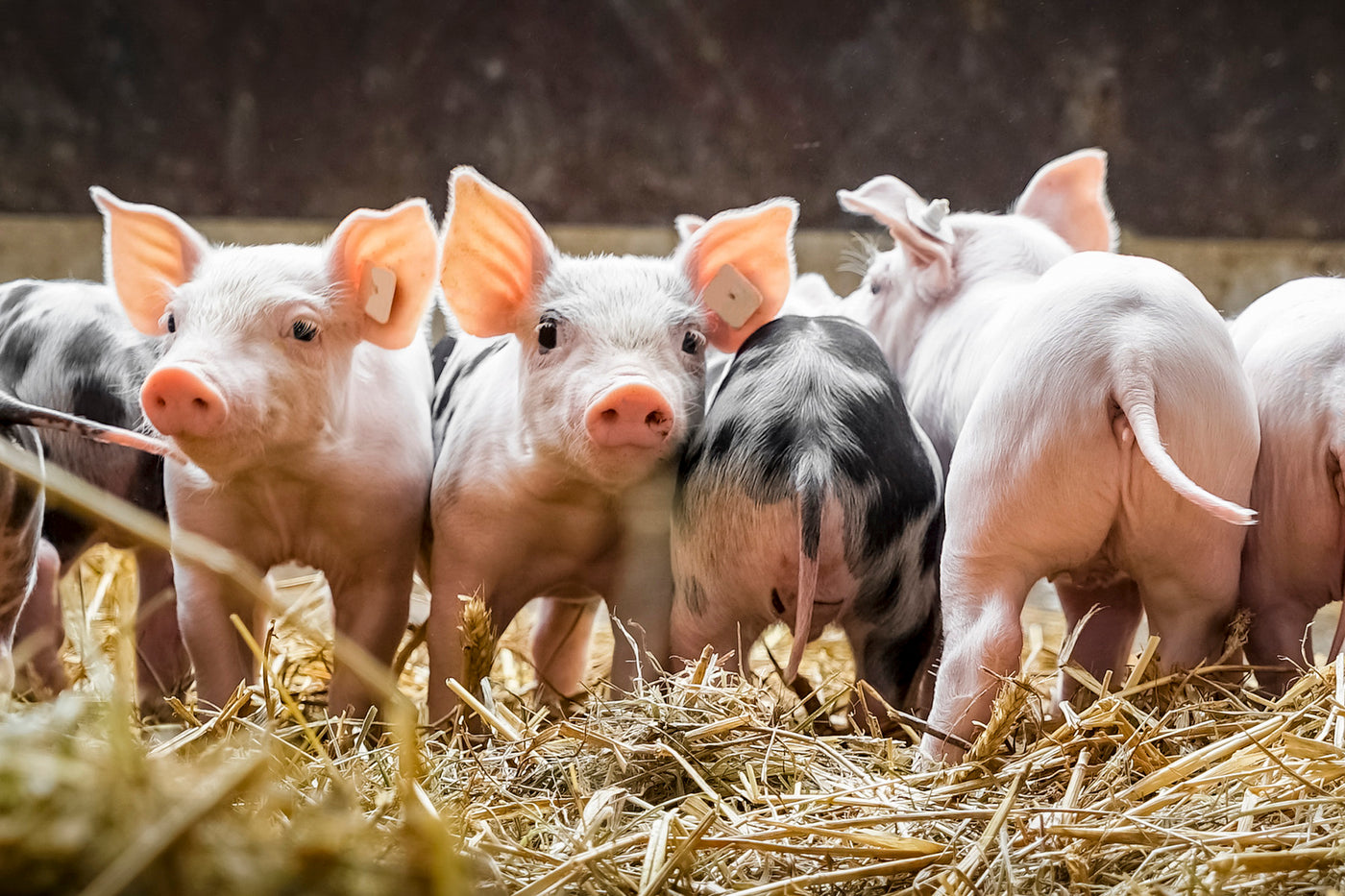 Several piglets are standing amongst hay on the ground. Two are looking at the camera, and two are facing away from the camera.