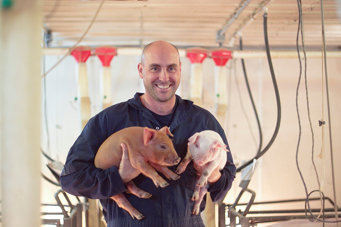Neil Dudley, Vice President of Pederson's Natural Farms, holds two piglets.