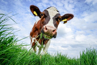 What is Grass-Fed Beef?
