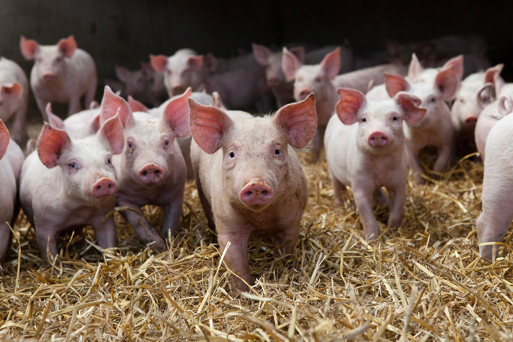Vegetarian Fed and Raised without Antibiotics